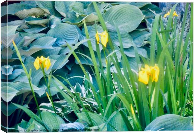More yellow lilies Canvas Print by Stephanie Moore