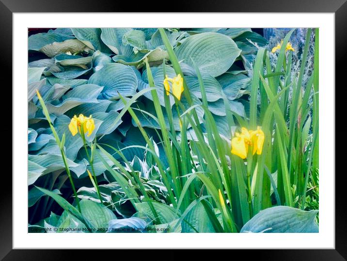 More yellow lilies Framed Mounted Print by Stephanie Moore