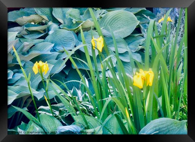 More yellow lilies Framed Print by Stephanie Moore