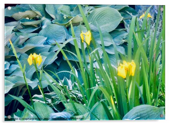 More yellow lilies Acrylic by Stephanie Moore