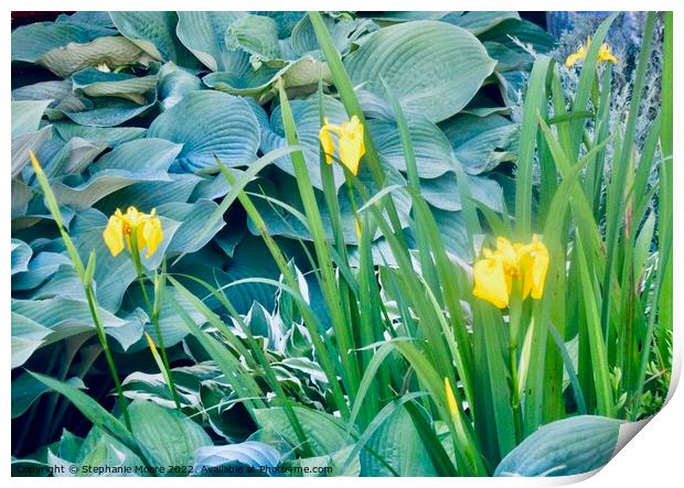 More yellow lilies Print by Stephanie Moore