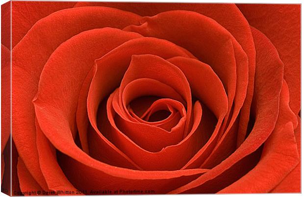 Red Rose (landscape) Canvas Print by Derek Whitton