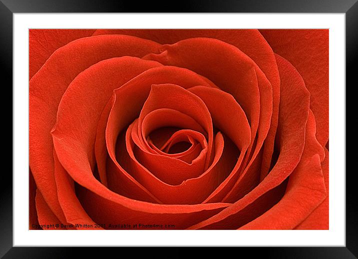 Red Rose (landscape) Framed Mounted Print by Derek Whitton