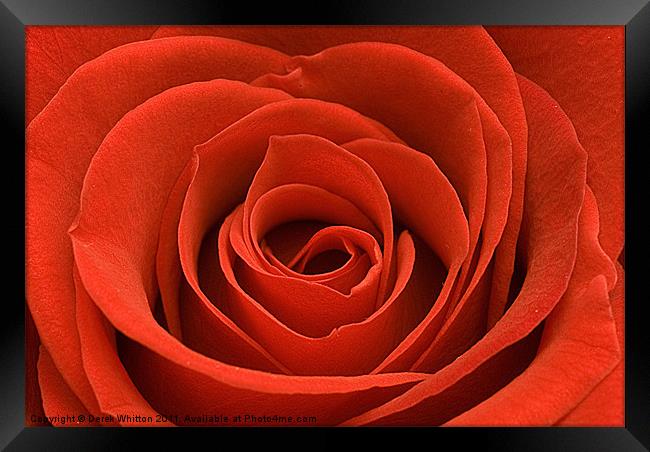 Red Rose (landscape) Framed Print by Derek Whitton