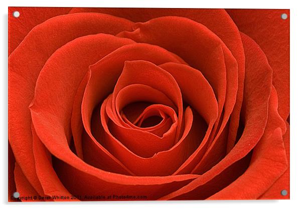 Red Rose (landscape) Acrylic by Derek Whitton