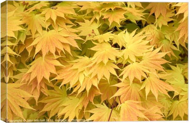 Yellow Japanese Maple leaves Canvas Print by John Mitchell