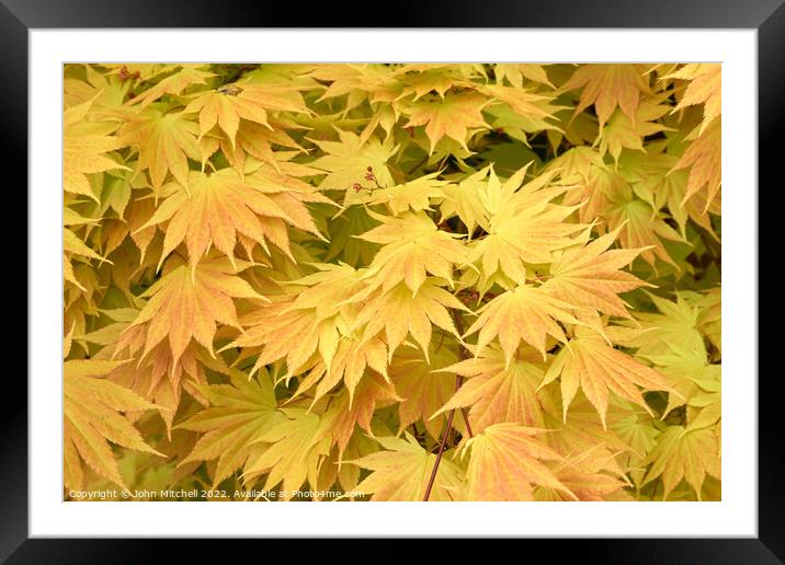 Yellow Japanese Maple leaves Framed Mounted Print by John Mitchell