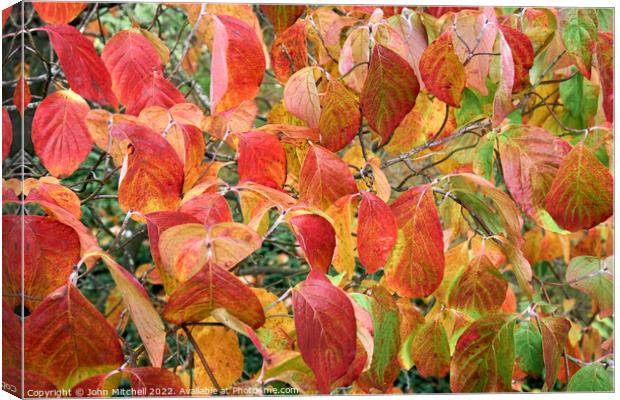 Autumn Dogwood Leaves Canvas Print by John Mitchell