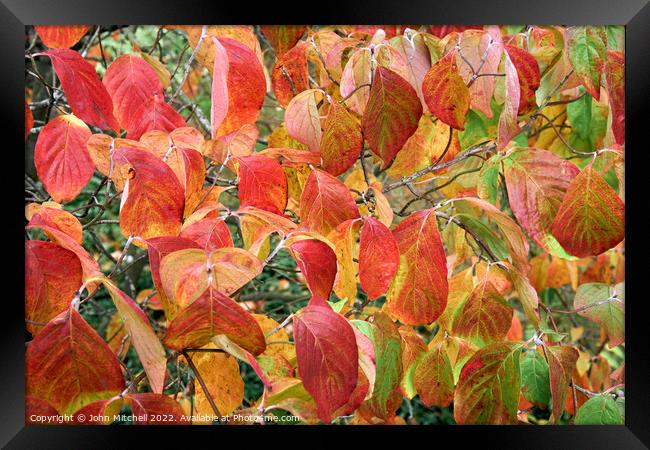 Autumn Dogwood Leaves Framed Print by John Mitchell