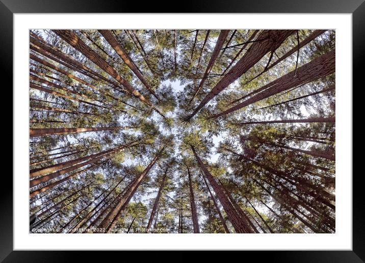 Reaching for the Sky Framed Mounted Print by John Mitchell