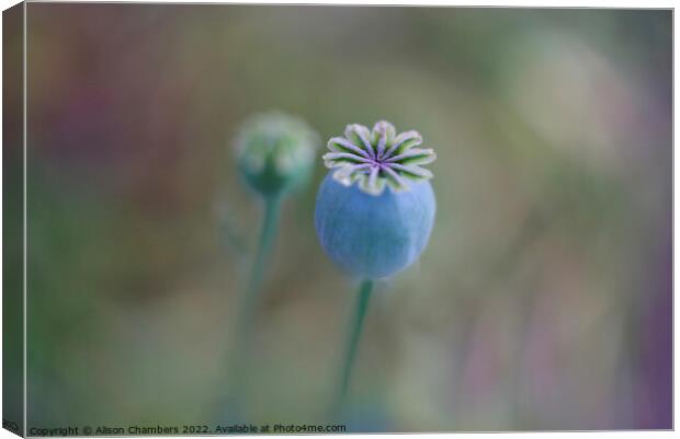 Opium Poppy Seed Head Canvas Print by Alison Chambers