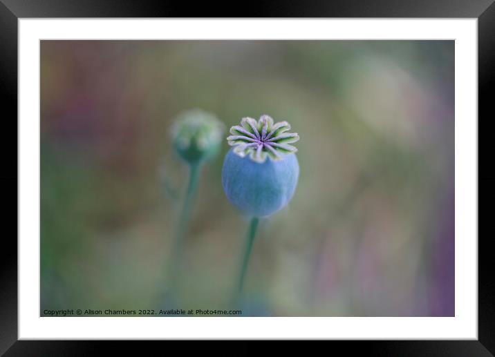 Opium Poppy Seed Head Framed Mounted Print by Alison Chambers