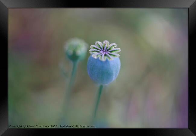 Opium Poppy Seed Head Framed Print by Alison Chambers