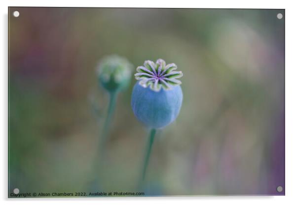 Opium Poppy Seed Head Acrylic by Alison Chambers