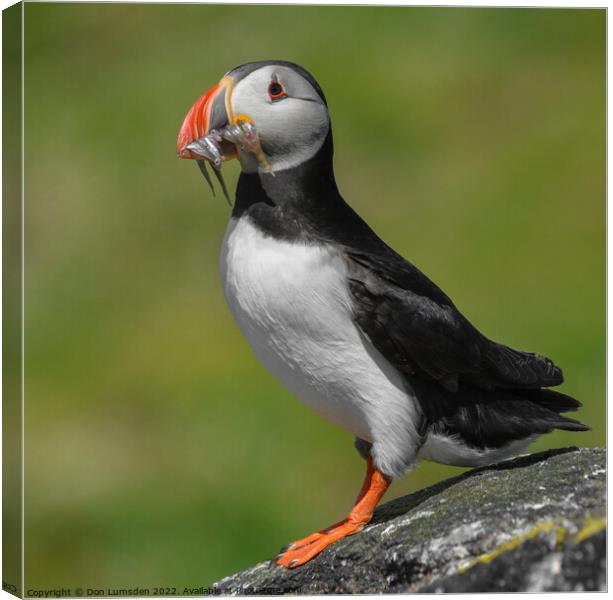 Isle of May Puffin Canvas Print by Don  Lumsden 