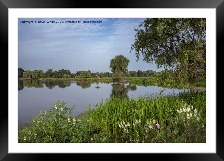 Summertime walk around Bushy Park Framed Mounted Print by Kevin White