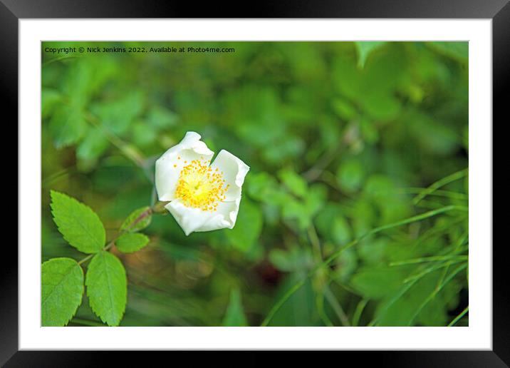 Wild Rose Rosa species Framed Mounted Print by Nick Jenkins