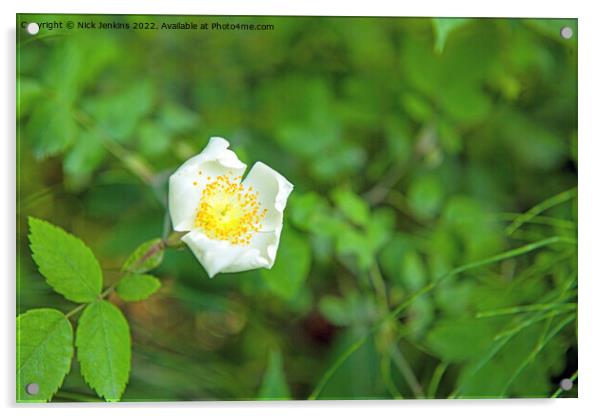 Wild Rose Rosa species Acrylic by Nick Jenkins