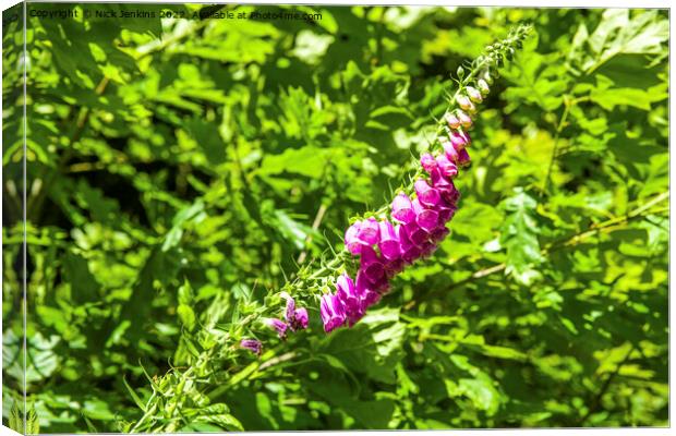 Foxglove Digitalis purpurea  Canvas Print by Nick Jenkins