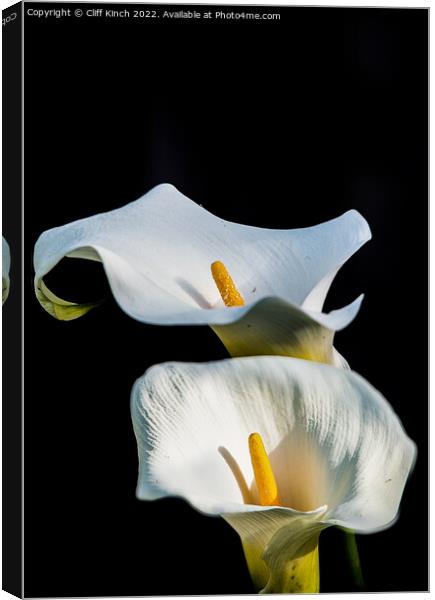 Calla lilies Canvas Print by Cliff Kinch