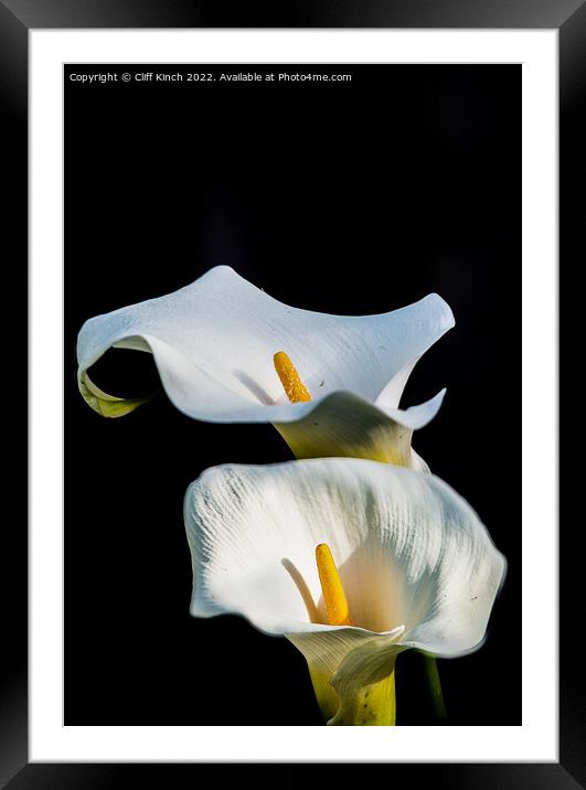Calla lilies Framed Mounted Print by Cliff Kinch