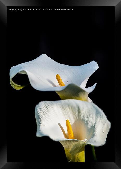 Calla lilies Framed Print by Cliff Kinch