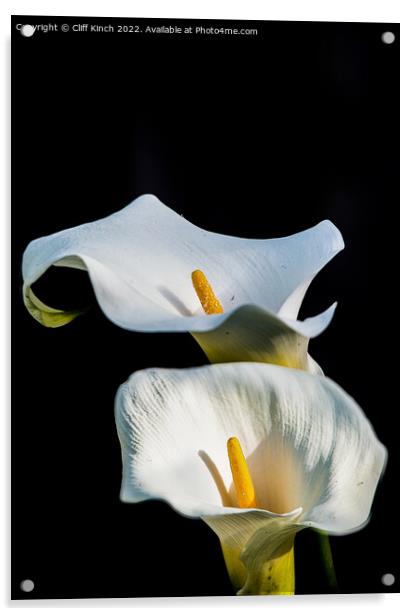 Calla lilies Acrylic by Cliff Kinch