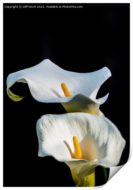 Calla lilies Print by Cliff Kinch