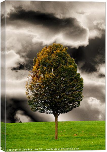 The Dreaming Tree Canvas Print by Christine Lake