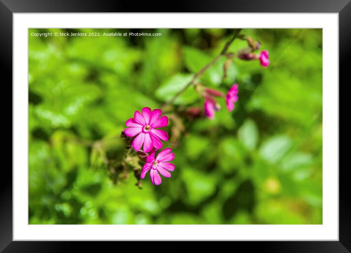 Red Campion flowers in June  Framed Mounted Print by Nick Jenkins