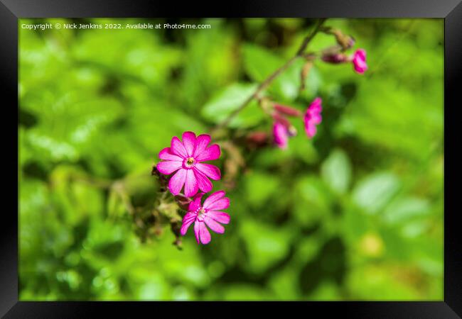 Red Campion flowers in June  Framed Print by Nick Jenkins