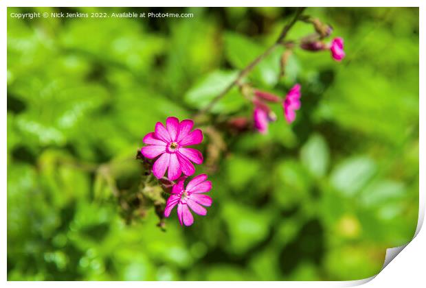 Red Campion flowers in June  Print by Nick Jenkins