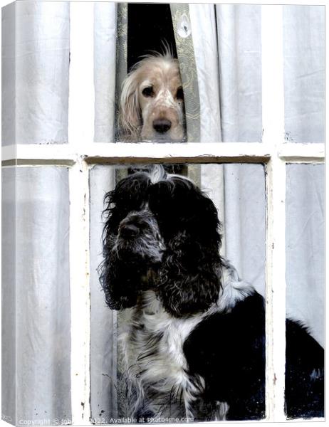Two dogs in the window Canvas Print by john hill