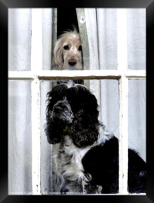Two dogs in the window Framed Print by john hill