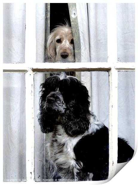 Two dogs in the window Print by john hill