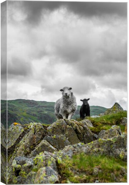 Herdwick Sheep and Lamb Canvas Print by Maggie McCall