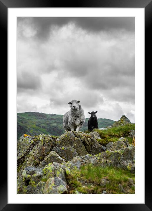 Herdwick Sheep and Lamb Framed Mounted Print by Maggie McCall