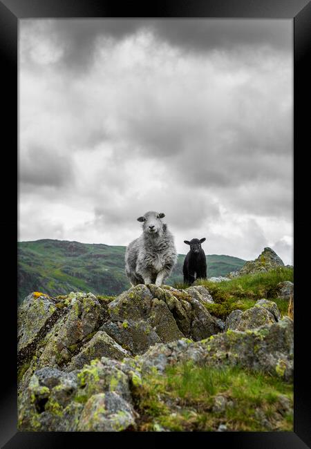 Herdwick Sheep and Lamb Framed Print by Maggie McCall