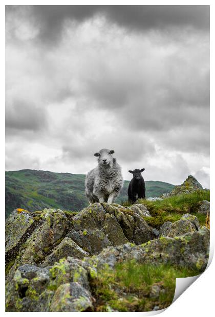 Herdwick Sheep and Lamb Print by Maggie McCall