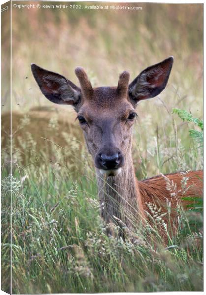 Portrait of a young stag Canvas Print by Kevin White