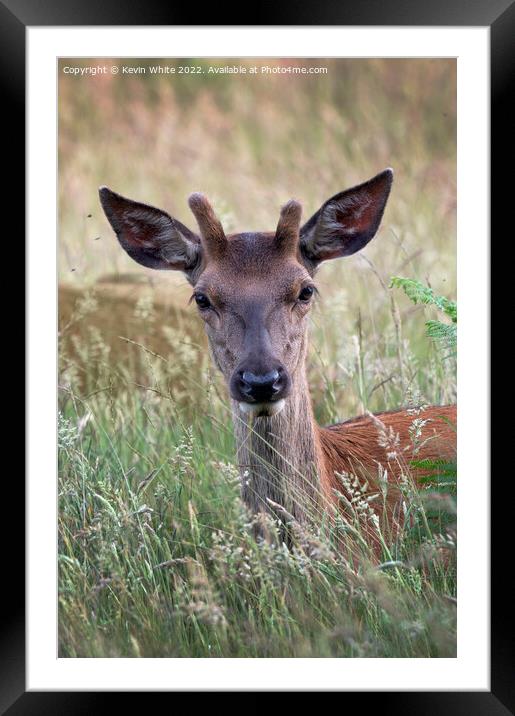 Portrait of a young stag Framed Mounted Print by Kevin White