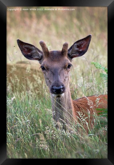Portrait of a young stag Framed Print by Kevin White