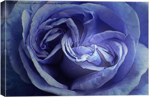 Rose Blue Canvas Print by Christine Lake