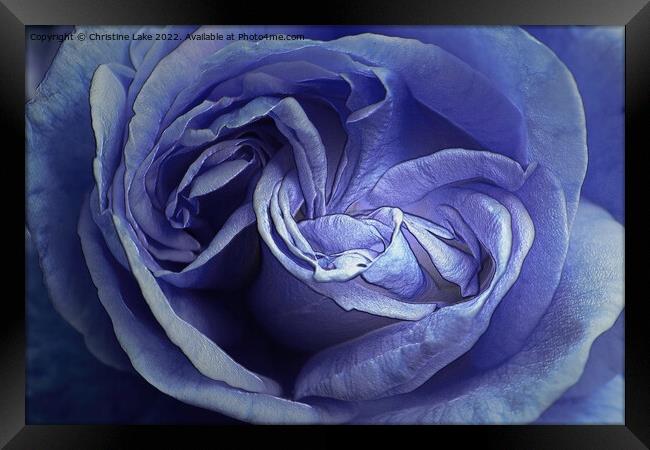 Rose Blue Framed Print by Christine Lake