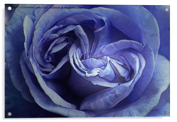 Rose Blue Acrylic by Christine Lake