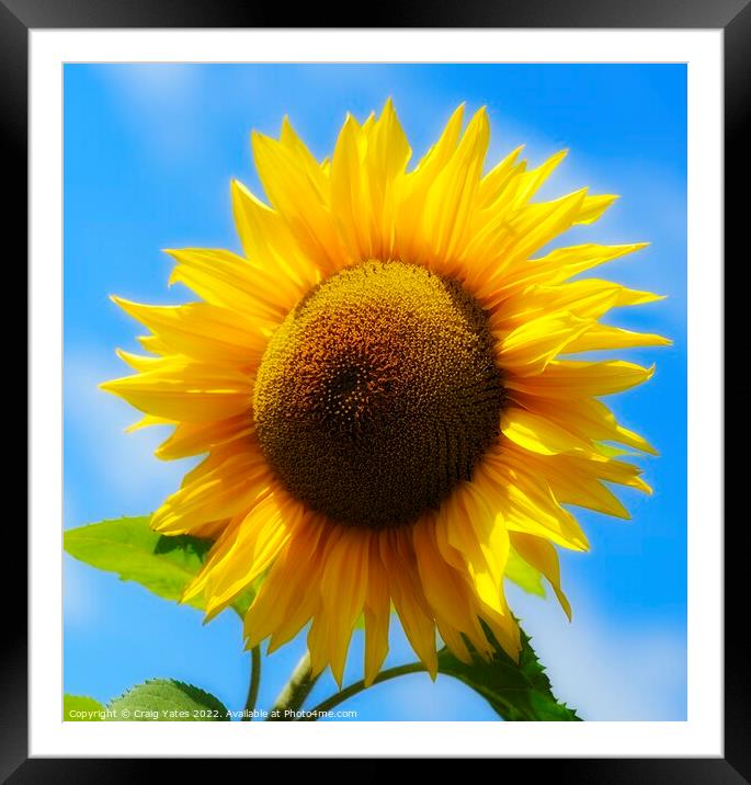 Golden Sunflower Framed Mounted Print by Craig Yates