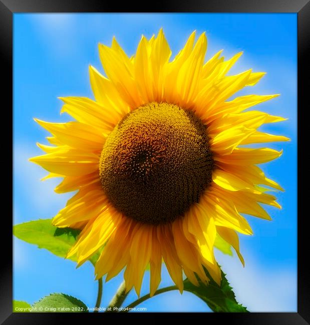 Golden Sunflower Framed Print by Craig Yates
