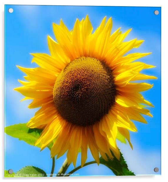 Golden Sunflower Acrylic by Craig Yates