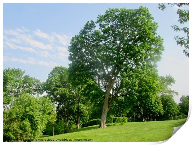 Trees in the park Print by Stephanie Moore