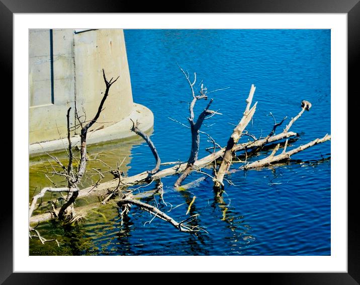 Dead Tree  Framed Mounted Print by Stephanie Moore